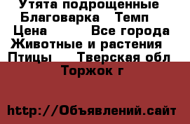 Утята подрощенные “Благоварка“,“Темп“ › Цена ­ 100 - Все города Животные и растения » Птицы   . Тверская обл.,Торжок г.
